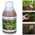 ROM 1 liter Phosphobacterium | Liquid Bio Fertilizer